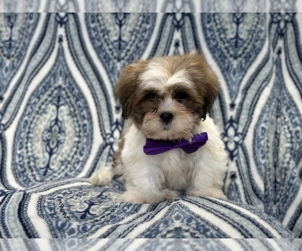 Medium Photo #7 Lhasa Apso Puppy For Sale in LAKELAND, FL, USA