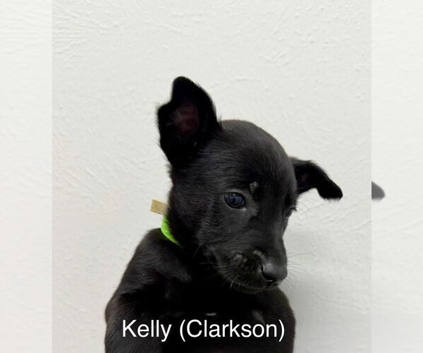 Medium Photo #4 Mutt Puppy For Sale in Imlay City, MI, USA