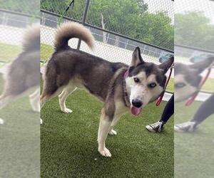 Siberian Husky Dogs for adoption in Baytown, TX, USA