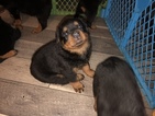 Small Photo #1 Rottweiler Puppy For Sale in ANTIOCH, CA, USA