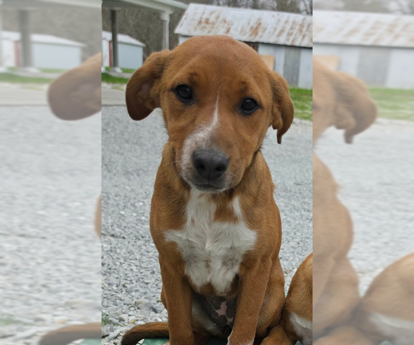Medium Photo #5 Jack Russell Terrier-Mountain Cur Mix Puppy For Sale in Aurora, IN, USA