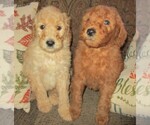 Small Photo #19 Goldendoodle Puppy For Sale in LINCOLN, AL, USA