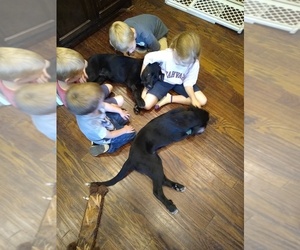 Great Pyrenees-Labrador Retriever Mix Dogs for adoption in PARIS, TX, USA