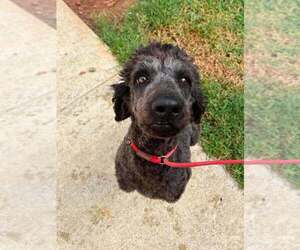 Mollie (AL-1) - Female Mutt Dog for Adoption - Photo #26