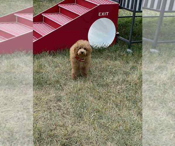 Medium Photo #4 Maltipoo Puppy For Sale in WARSAW, IN, USA