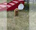 Small Photo #55 Maltipoo Puppy For Sale in WARSAW, IN, USA