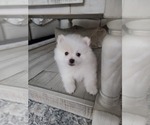 Small Photo #4 Pomeranian Puppy For Sale in CITRUS HEIGHTS, CA, USA