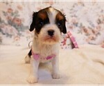 Small Photo #5 Cavalier King Charles Spaniel Puppy For Sale in MARCELLUS, MI, USA