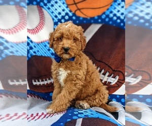 Goldendoodle (Miniature) Puppy for sale in KIRKWOOD, PA, USA