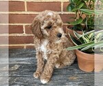 Small #3 Goldendoodle (Miniature)