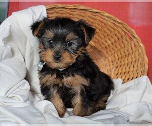 Yorkshire Terrier Puppy for sale in FREDERICKSBG, OH, USA