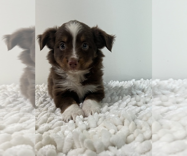 Medium Photo #2 Miniature Australian Shepherd Puppy For Sale in MARTINSVILLE, IN, USA