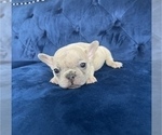 Small Photo #38 French Bulldog Puppy For Sale in LAS VEGAS, NV, USA