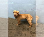 Small #3 American Pit Bull Terrier-Labrador Retriever Mix