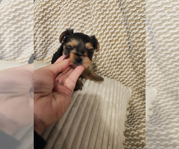 Medium Photo #5 Yorkshire Terrier Puppy For Sale in SALEM, OR, USA
