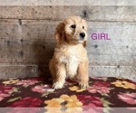 Small Photo #6 Goldendoodle Puppy For Sale in VERMONTVILLE, MI, USA