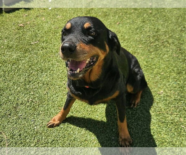 Medium Photo #5 Rottweiler Puppy For Sale in Mooresville, NC, USA