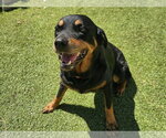 Small #4 Rottweiler