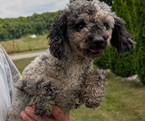 Father of the Poodle (Toy) puppies born on 06/30/2025