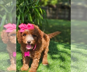 Goldendoodle mix (+ Poodle Toy) Puppy for sale in INDIANAPOLIS, IN, USA