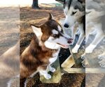 Small Photo #3 Siberian Husky Puppy For Sale in Severn, MD, USA