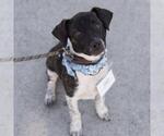 Small #4 Jack Russell Terrier Mix