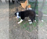 Small Photo #8 Border Collie Puppy For Sale in GUSTINE, CA, USA