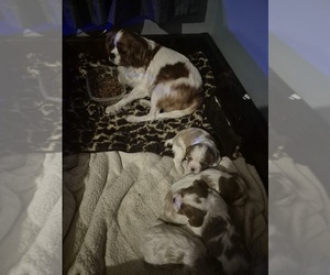 Cavalier King Charles Spaniel Puppy for sale in LAKE VILLAGE, IN, USA