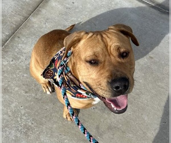 Medium Photo #4 American Pit Bull Terrier-Labrador Retriever Mix Puppy For Sale in Ventura, CA, USA