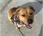 Small #3 American Pit Bull Terrier-Labrador Retriever Mix