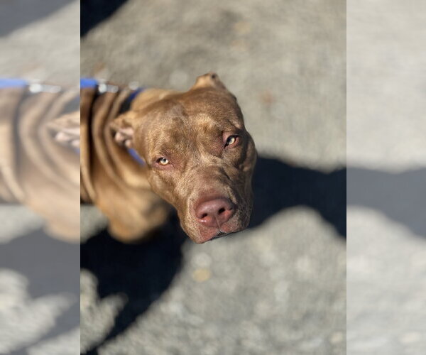 Medium Photo #6 American Pit Bull Terrier-Unknown Mix Puppy For Sale in Rockaway, NJ, USA