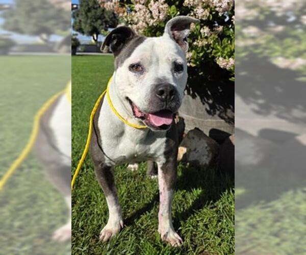 Medium Photo #2 Mutt Puppy For Sale in Camarillo, CA, USA