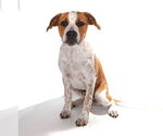 Small #2 Beagle-English Springer Spaniel Mix