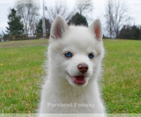 Medium Photo #3 Pomsky Puppy For Sale in KANSAS CITY, MO, USA