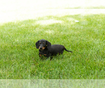 Small Dachshund