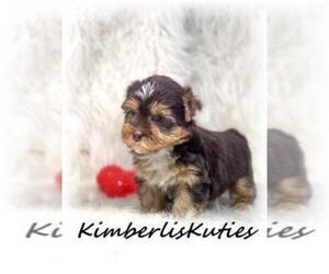 Yorkshire Terrier Puppy for sale in LIPAN, TX, USA