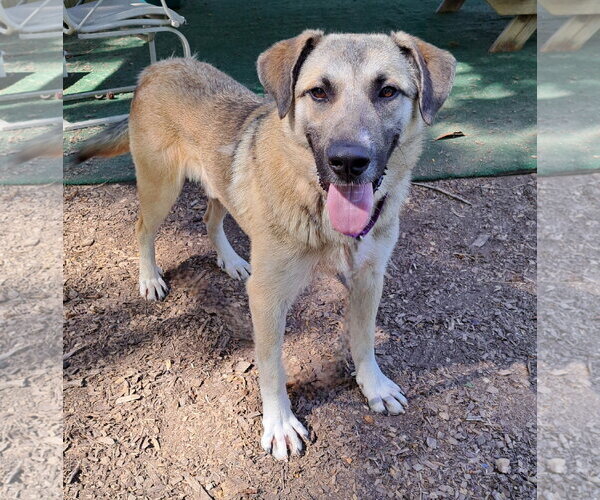 Medium Photo #2 Anatolian Shepherd-Unknown Mix Puppy For Sale in Clarkesville, GA, USA