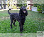 Small #1 Labradoodle