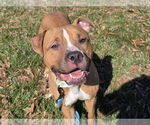 Small #2 American Pit Bull Terrier Mix