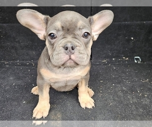 French Bulldog Puppy for sale in PHILADELPHIA, PA, USA