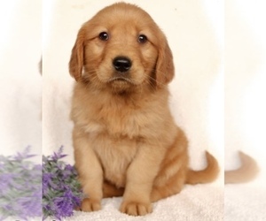 Golden Retriever Puppy for Sale in NEW COLUMBIA, Pennsylvania USA