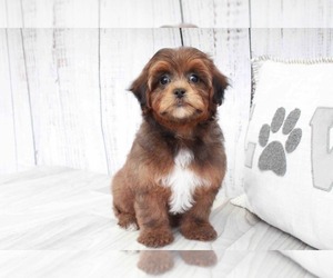 Shih-Poo Puppy for sale in MARIETTA, GA, USA