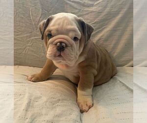 English Bulldog Puppy for sale in JOHNS ISLAND, SC, USA