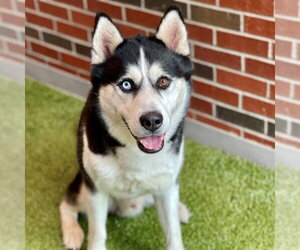 Siberian Husky Dogs for adoption in Edmond, OK, USA