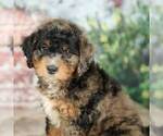 Small Photo #3 Miniature Bernedoodle Puppy For Sale in DALTON, OH, USA