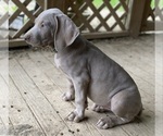 Small #3 Weimaraner