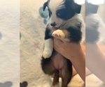 Small #2 Australian Shepherd
