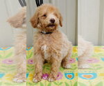 Small #2 Goldendoodle