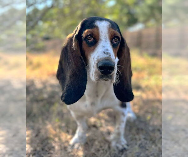 Medium Photo #5 Bagle Hound Puppy For Sale in Boonton, NJ, USA