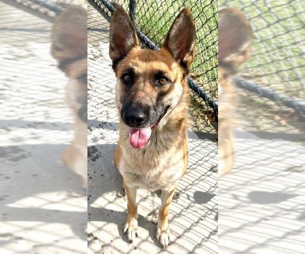 Medium Photo #1 German Shepherd Dog-Unknown Mix Puppy For Sale in Tulsa, OK, USA